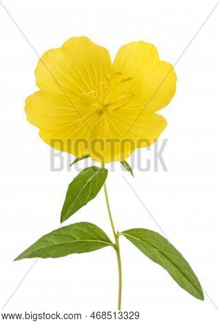Evening Primrose Flower Isolated On White Background