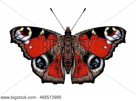 One Butterfly Aglais Io. Peacocks Eye, White Isolated Background. Inachis Io. Beautiful Insect. Real