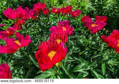 Herbaceous Peonies Scarlet O Hara In Flowers