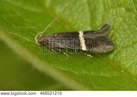 Natural Closeup On The Small Brown Plant Parasite Gelechiid Micro Moth, Syncopacma Larseniella, Sitt