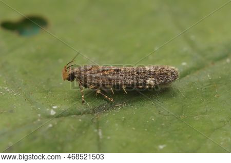 Natural Closeup On A Small Brown Gelechiid Plant Parasite Micro Moth, Aroga Velocella Sitting On A G