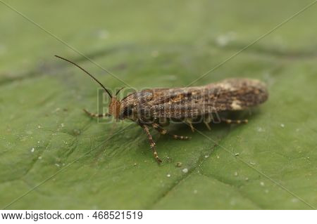 Natural Closeup On A Small Brown Gelechiid Plant Parasite Micro Moth, Aroga Velocella Sitting On A G