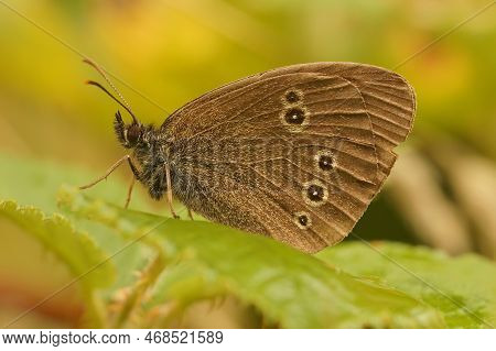 Natural Closeup On A Brown Ringlet Butterfly , Aphantopus Hyperantus, Perched With Closed Wings On A