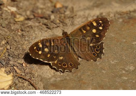 Natural Closeup On The Brown Speckled Wood Butterfly, Pararge Aegeria , Sitting On The Ground With S