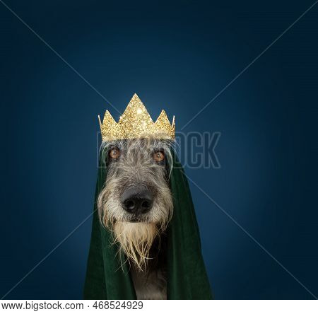 Portrait Funny Dog Celebrating Carnival, Hallowen  Or New Year's Eve Dressed As A King With A Cape A