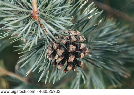 Brown Mature Ripe Seed Cone On The Branch Of Scots Pine. Closeup Of Opening Bud Of Pinus Sylvestris.
