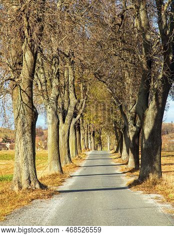 Autumn Linden Tree Alley, Autumnal View Of Alley Of Lime Trees