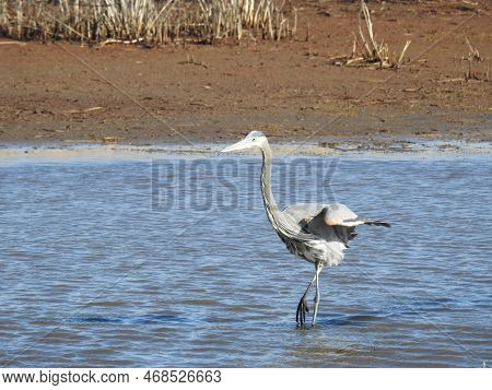 A Great Blue Heron Wading In The Shallow Waters Of The Edwin B. Forsythe National Wildlife Refuge, G