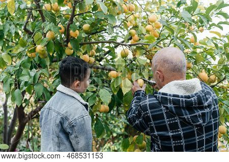 Senior Farmer Grandfather With Grandson Picks Up Lemons At A Local Family Organic Orchard. Man And C
