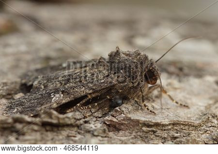 Detailed Closeup On The Common Rustic Moth, Mesapamea Secalis Sitting On A Piece Of Wood