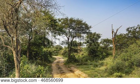 A Dirt Safari Road Winds Through The Jungle. Ruts Are Visible. Grass And Green Trees On The Roadside