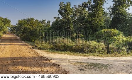A Straight Dirt Road For Safari Runs Through The Jungle. Lush Green Vegetation Around. A Family Of P