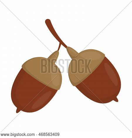 Cartoon Drawing Of Acorns Isolated On White Background. Autumn Aplants Vector Illustration. Nature, 