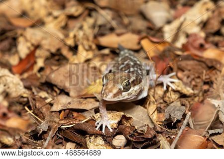 Small Lizard, Ocelot Gecko (paroedura Picta) Is A Crepuscular Endemic Ground-dwelling Gecko Found In
