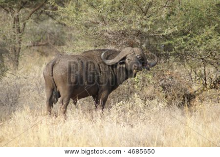 Buffalo