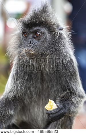Silvery Langur Monkey With Big Brown Eyes On Bukit Melawati Or Melawati Hill, Malaysia Near Kuala Se