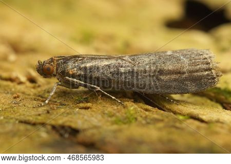 Detailed Closeup On The Small But Rare Micro Snout Moth, Matilella Fusca Sitting On Wood