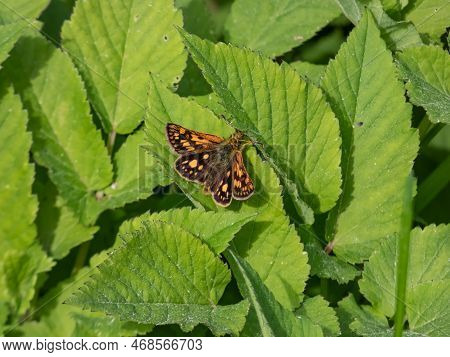 Macro Of The Chequered Skipper Or Arctic Skipper (carterocephalus Palaemon) On A Plant In Summer