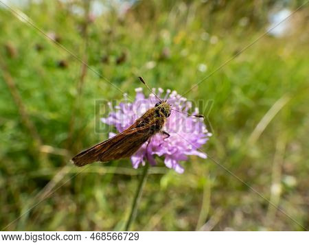 Macro Of The Chequered Skipper Or Arctic Skipper (carterocephalus Palaemon) On A Plant In Summer