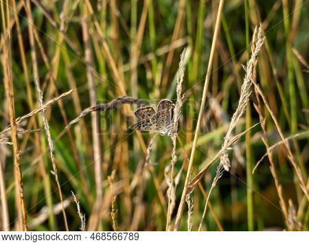 Close-up Of The Male Of The Sooty Copper (lycaena Tityrus) Black Brown With A Magnificent Metallic G