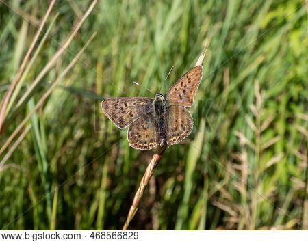 Close-up Of The Male Of The Sooty Copper (lycaena Tityrus) Black Brown With A Magnificent Metallic G