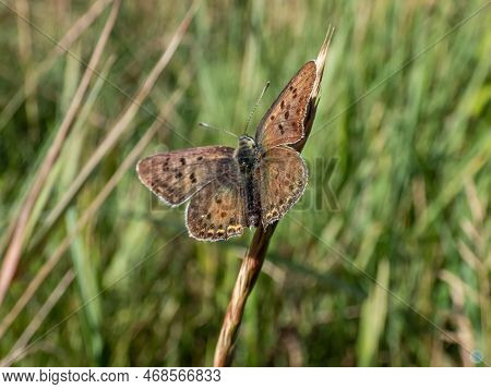 Close-up Of The Male Of The Sooty Copper (lycaena Tityrus) Black Brown With A Magnificent Metallic G