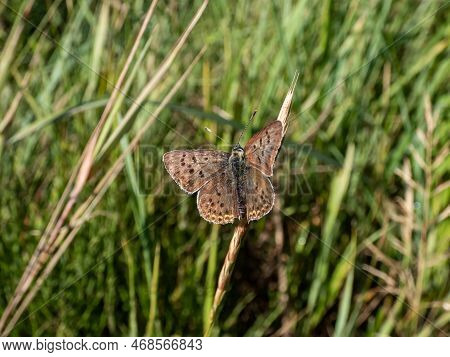 Close-up Of The Male Of The Sooty Copper (lycaena Tityrus) Black Brown With A Magnificent Metallic G