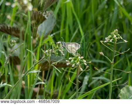 Close-up Shot Of The Wood White Butterfly (leptidea Sinapis / Juvernica) On A Plant In Summer. The B