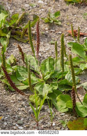 Medicinal Herbs For Phytotherapy. Greater Plantain Latin Name - Plantago Major, One Of The Most Abun