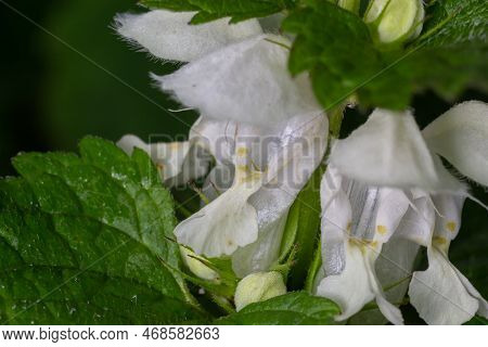 White Dead-nettle - Lamium Album Single Plant In Flower Against Diffused Background.