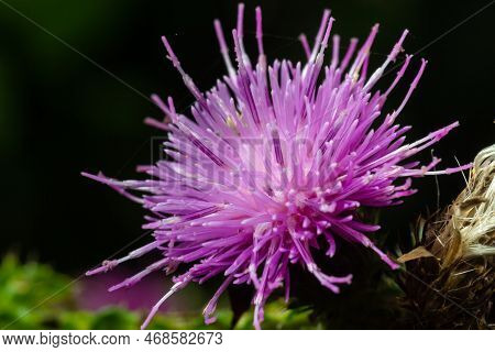 Carduus Crispus Among Flowering Plants In The Aster Family, Asteraceae, And The Tribe Cynareae.