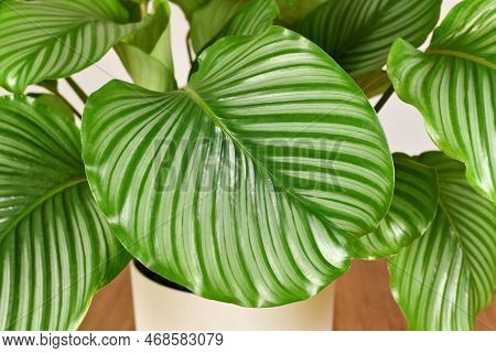 Large Striped Leaf Of Exotic `calathea Orbifolia' (botanic Name) Prayer Plant Houseplant