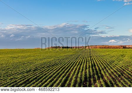 Landscape With A Field Sown With Young Wheat. Sown Field In Spring. Spring Field