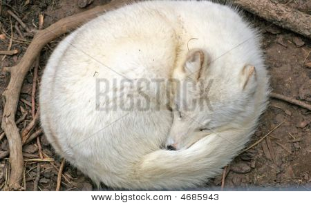 White Fox