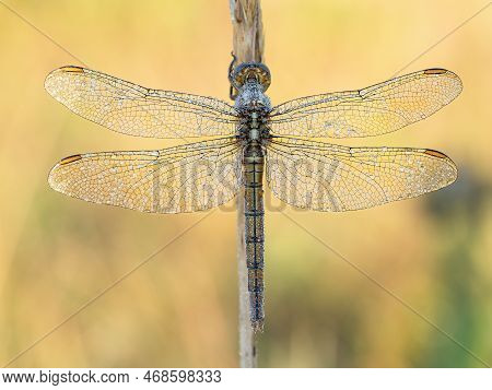 Beautiful Nature Scene With Keeled Skimmer (orthetrum Coerulescens). Macro Shot Of Keeled Skimmer (o