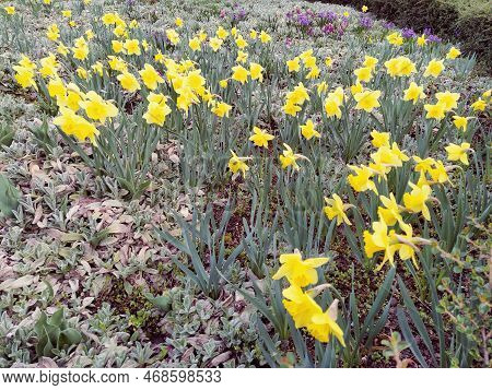 Yellow Daffodils On A Lawn Or Flower Bed In An Urban Environment. Landscaping. Narcissus Narcissus I
