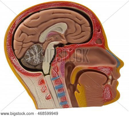 Anatomical Model Of The Head Showing Brain, Oral And Nasal Cavity