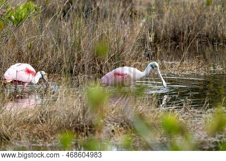 Roseate Spoonbill Bird, A Species Of Ibises, At The Merritt Island National Wildlife Refuge In Flori