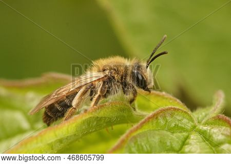 Natural Closeup On A Female Mellow Miner Solitary Mining Bee, Andrena Mitis, Sitting On Top Of A Gre