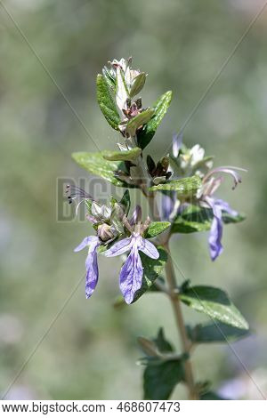 Shrubby Germander (teucrium Fruticans) Flowers