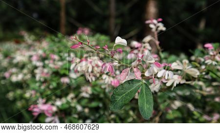 Pithecellobium Dulce Variegated Pink And White Young Branch Beautiful At The Garden.