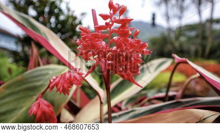 Never Never Plant Or Ctenanthe Red Flower Blooming After Watering.