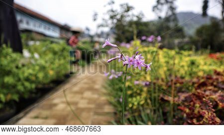 Tulbaghia Violacea Or Society Garlic Bright Purple Flower Star Shape Blooming At The Garden.