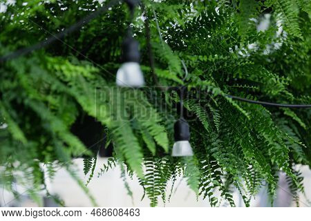Abstract Of The Popular Houseplant Boston Ferns (nephrolepis Exaltata) Outdoors Among String Lights.
