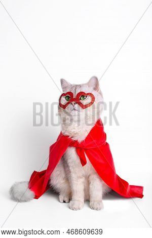 Adorable White Cat Sits In A Red Mask In The Form Of Hearts And A Red Cape.