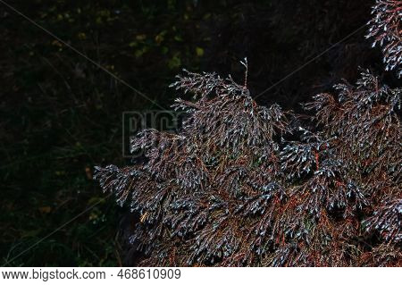Background Of Thuja Western. Thuja Occidentalis Is An Evergreen Coniferous Tree From The Cypress Fam