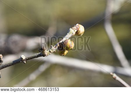 Winter Sweet ( Chimonanthus Praecox ) Flowers. Calycanthaceae Deciduous Shrub Native To China. Bloom