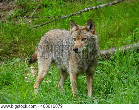 Coyote At Parc Omega In Montreal, Canada