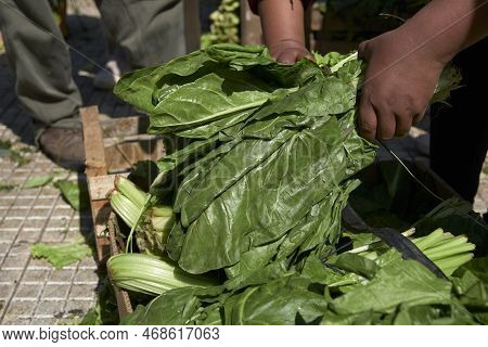 Unrecognizable Person Arranging A Bunch Of Fresh Agroecological Organic Chard Leaves From Sustainabl