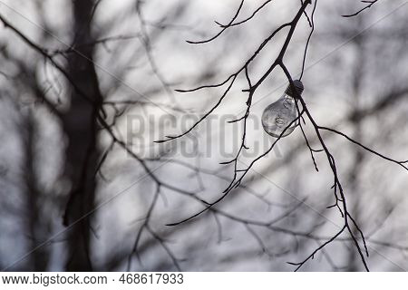 Low Angle View Of Light Blub In A Bare Tree Against Sky